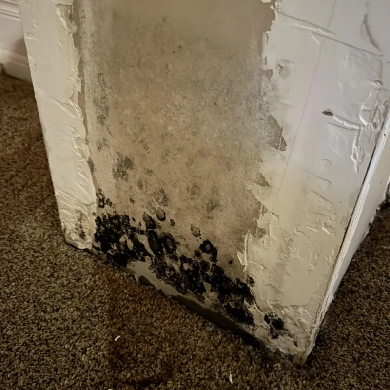 Professional Mold Removal in Lewisburg, OH